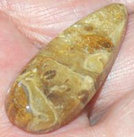Cabochon L-557 – Fossil Koralle Heilstein – ca. 40x17mm