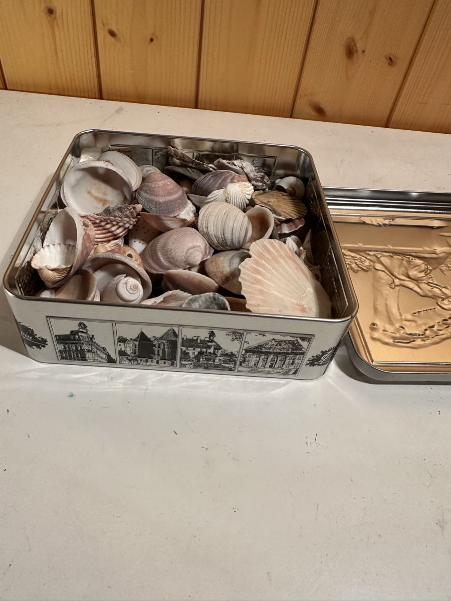 Tutte le decorazioni: Sammlung verschiedene Muschel schalen – Usato da Dietikon venduto da moradi24 2
