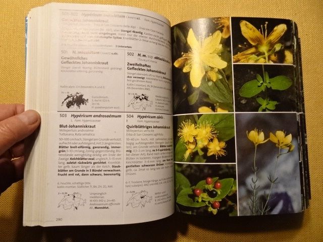 Libri: Flora Helvetica - 2 Bücher – Usato da Oberweningen venduto da Gerini 5