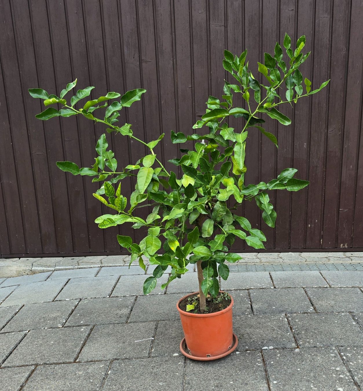 Pflanzen & Samen: Kaffirlimette – Gebraucht aus Aarburg von popkorn65 3