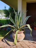 Grosse Agave (1)