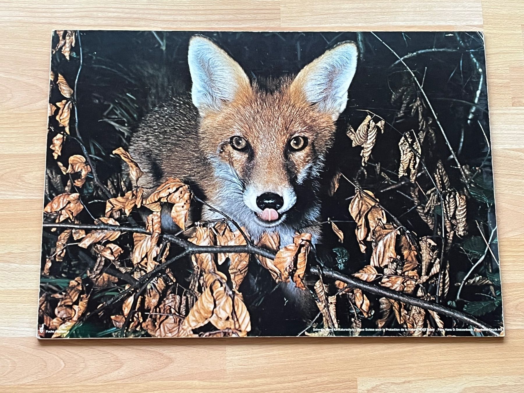 Poster & Bilder: Fuchsbild (auf Holz aufgezogen) – Gebraucht aus Uetendorf von sru128