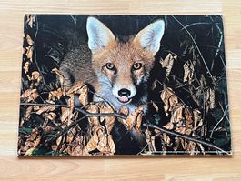 Fuchsbild (auf Holz aufgezogen)