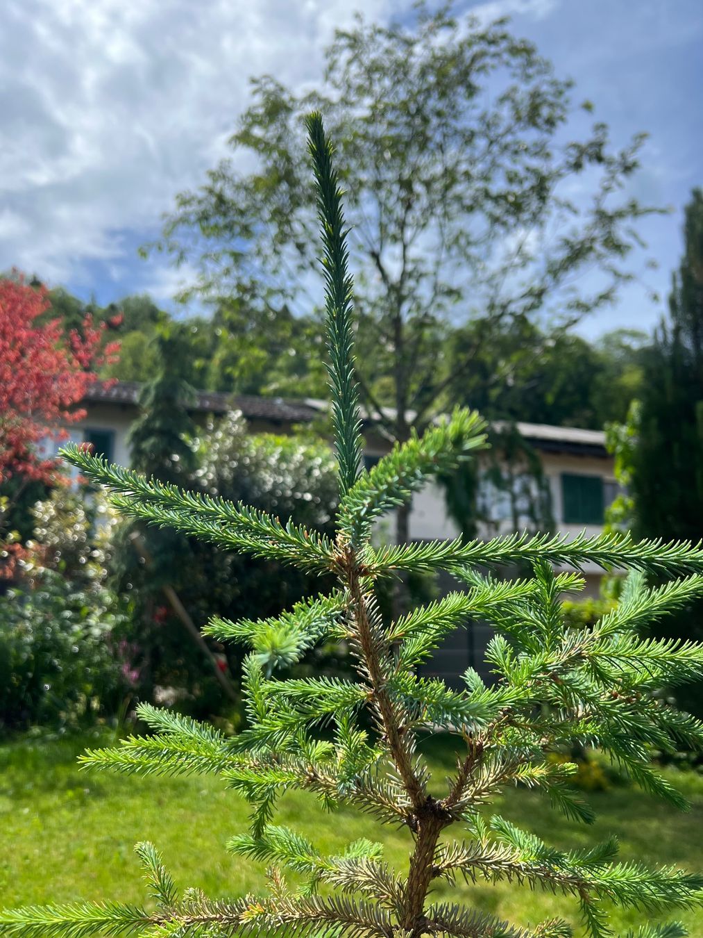 Piante & sementi: Picea mariana 'Beissneri' – Usato da Oberrieden venduto da pab_ygc8 1