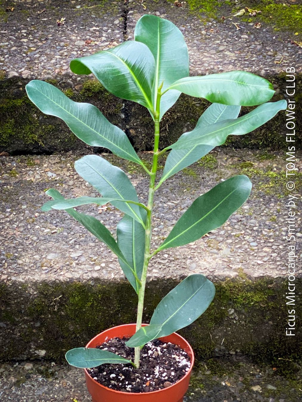 Piante & sementi: Ficus Microcarpa Smile - Kompakter Indoor-Baum – Nuovo e nell'imballaggio originale da Adliswil venduto da astom369 2
