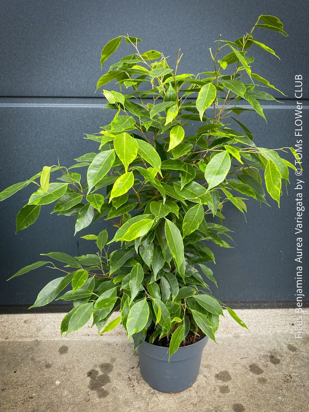 Piante & sementi: Ficus Benjamina Aurea Variegata - gold-panaschiert – Nuovo e nell'imballaggio originale da Adliswil venduto da TAKEYOURPLANT 5