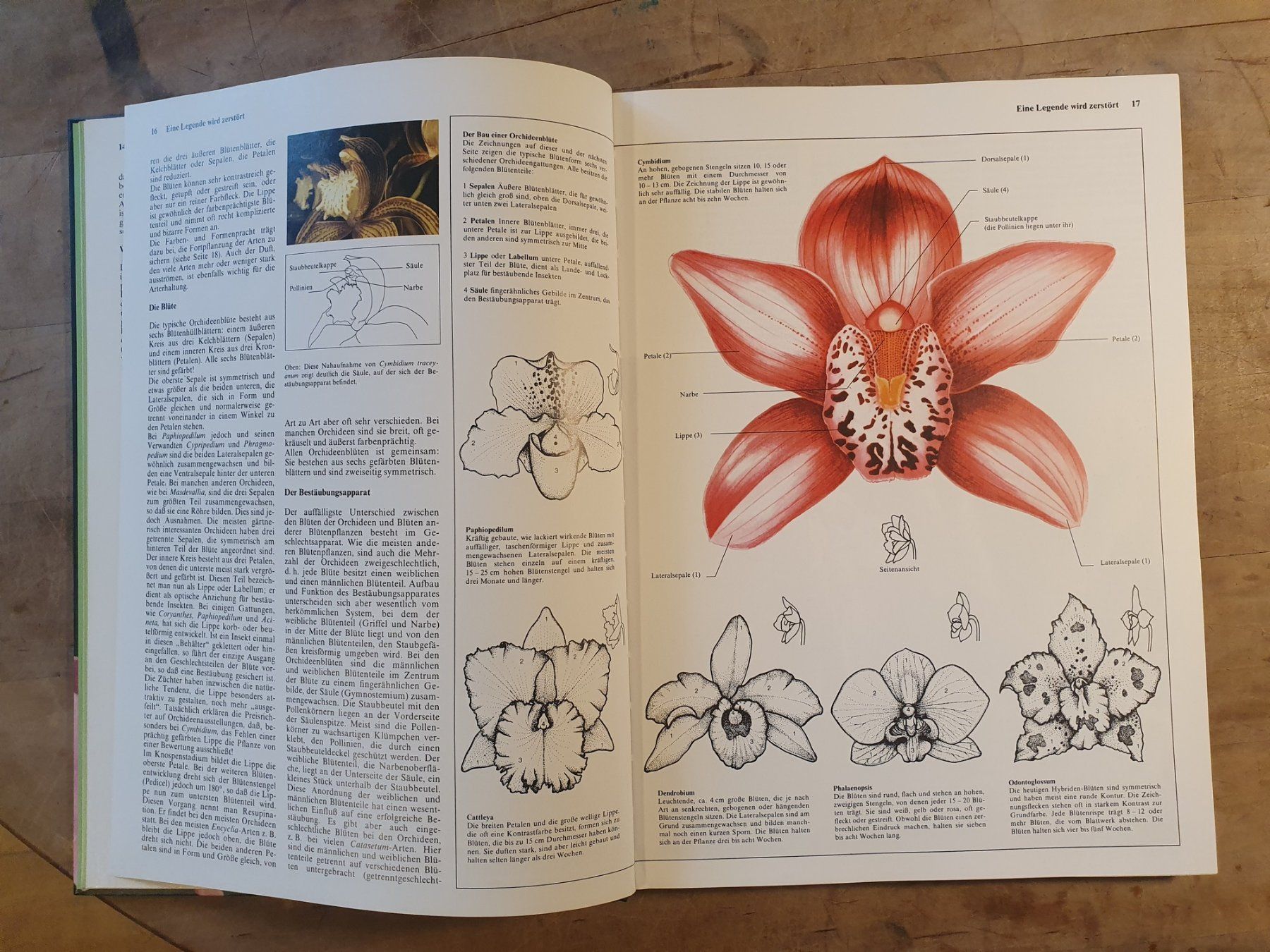 Libri: Orchideen Jack Kramer Weltbild – Usato da Zürich venduto da loosebone 2