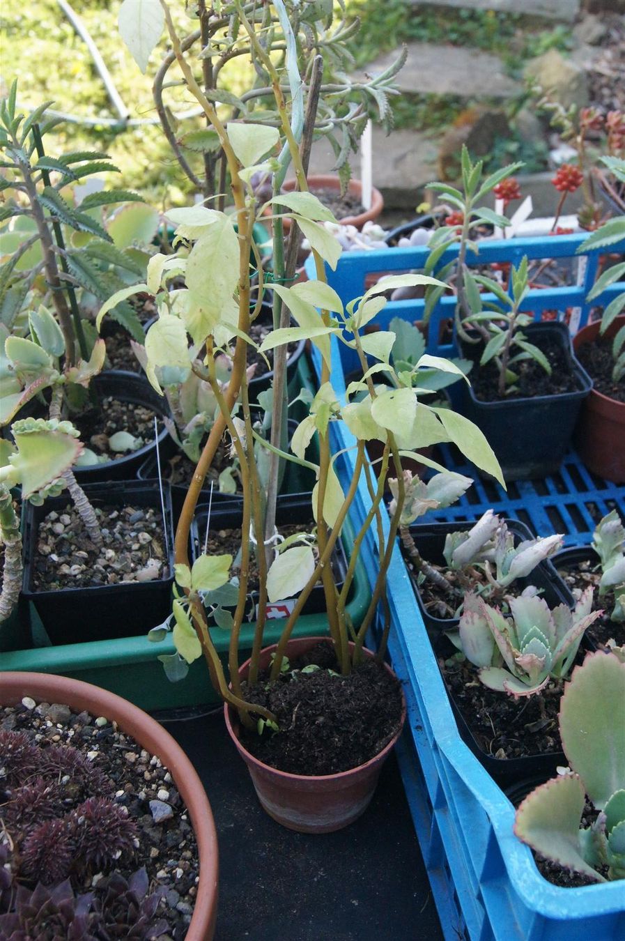 Piante & sementi: Sonnenpflanze Dorstenia indica – Nuovo (secondo la descrizione) da Geroldswil venduto da botanicals 3