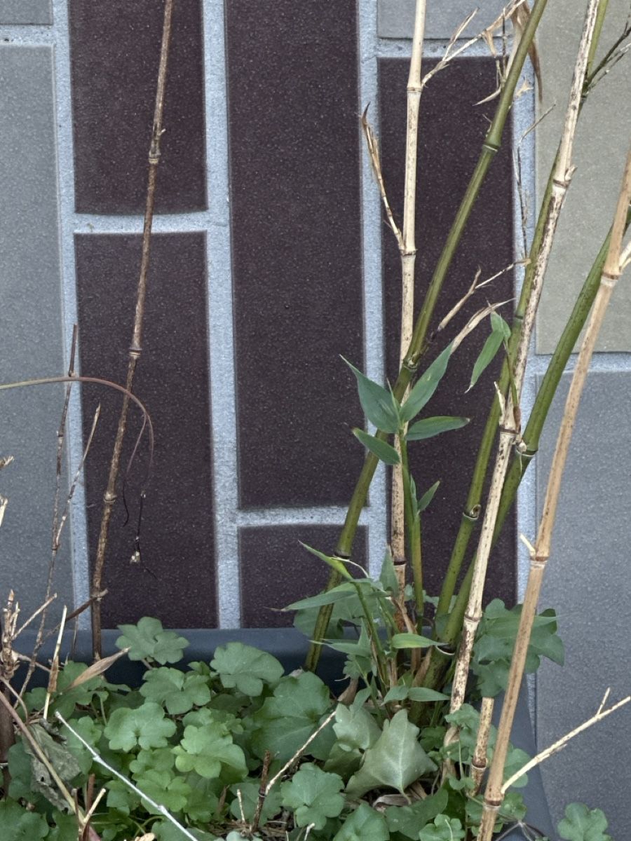 Plantes & graines: Schwarzer Bambus – D'occasion à Fahrweid par sacha.c 1