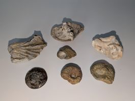 Fossilien Konvolut Ammoniten Muscheln