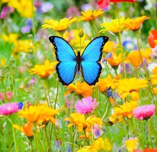 Piante & sementi: 500 SAMEN Blumenmischung Schmetterlinge‪ – Nuovo e nell'imballaggio originale da Rovio venduto da POSITIFFARTandPLANTS 8