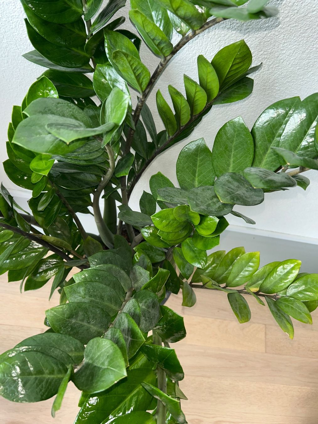 ZZ plant Glcksfeder Zamioculca with planter - Large (Gebraucht) in  Kilchberg ZH fr CHF 39  nur Abholung auf Ricardo kaufen