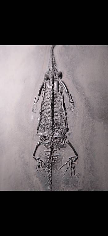 Fossili: Keichousaurus Fossil (trächtig) – Usato da Abtwil AG venduto da dca_gch7 2