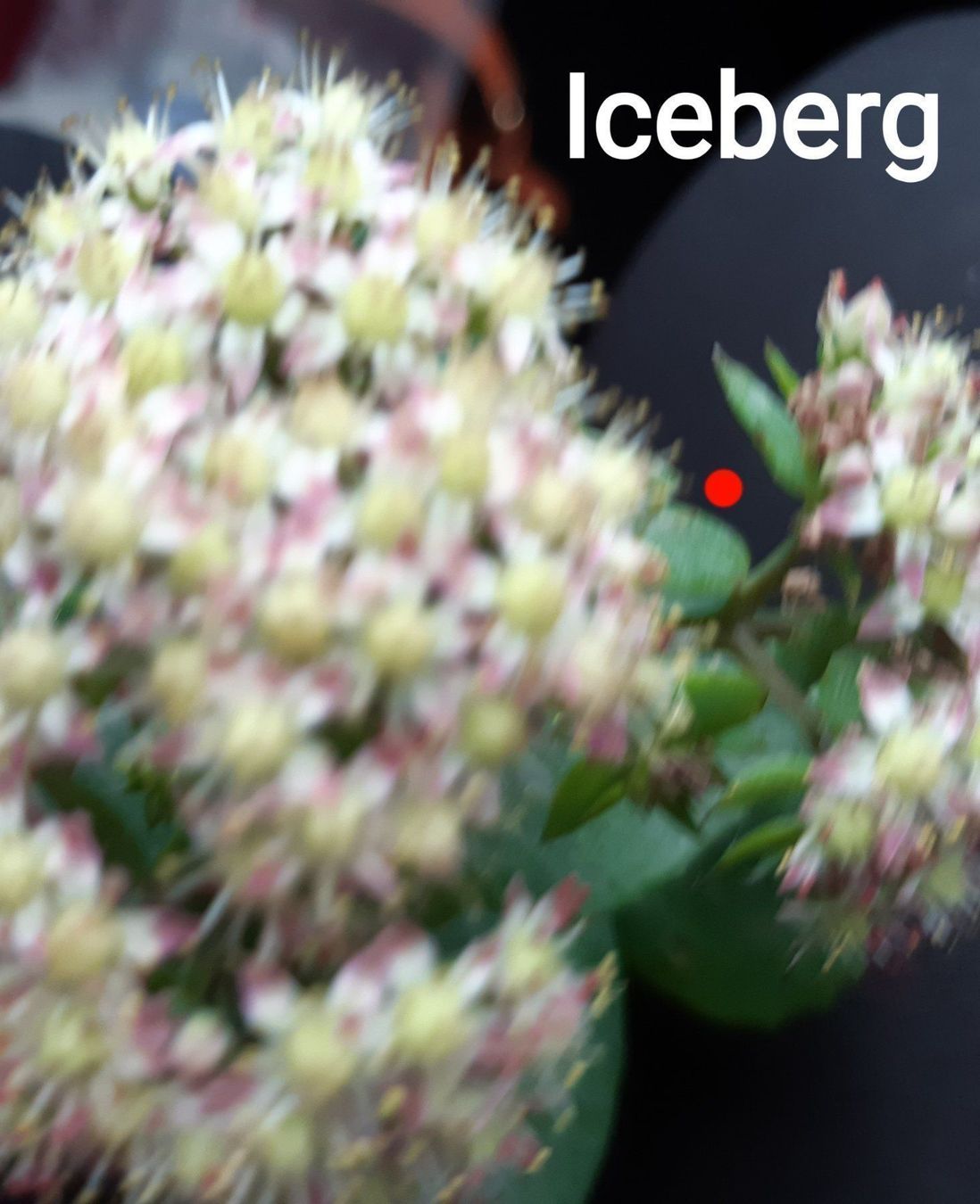 Pflanzen & Samen: 3er set fette henne SEDUM – Gebraucht aus Ibach von chaemilochhobbygarte 4