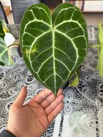 Anthurium Clarinervium / Crystallinum – In Nuova Crescita! (