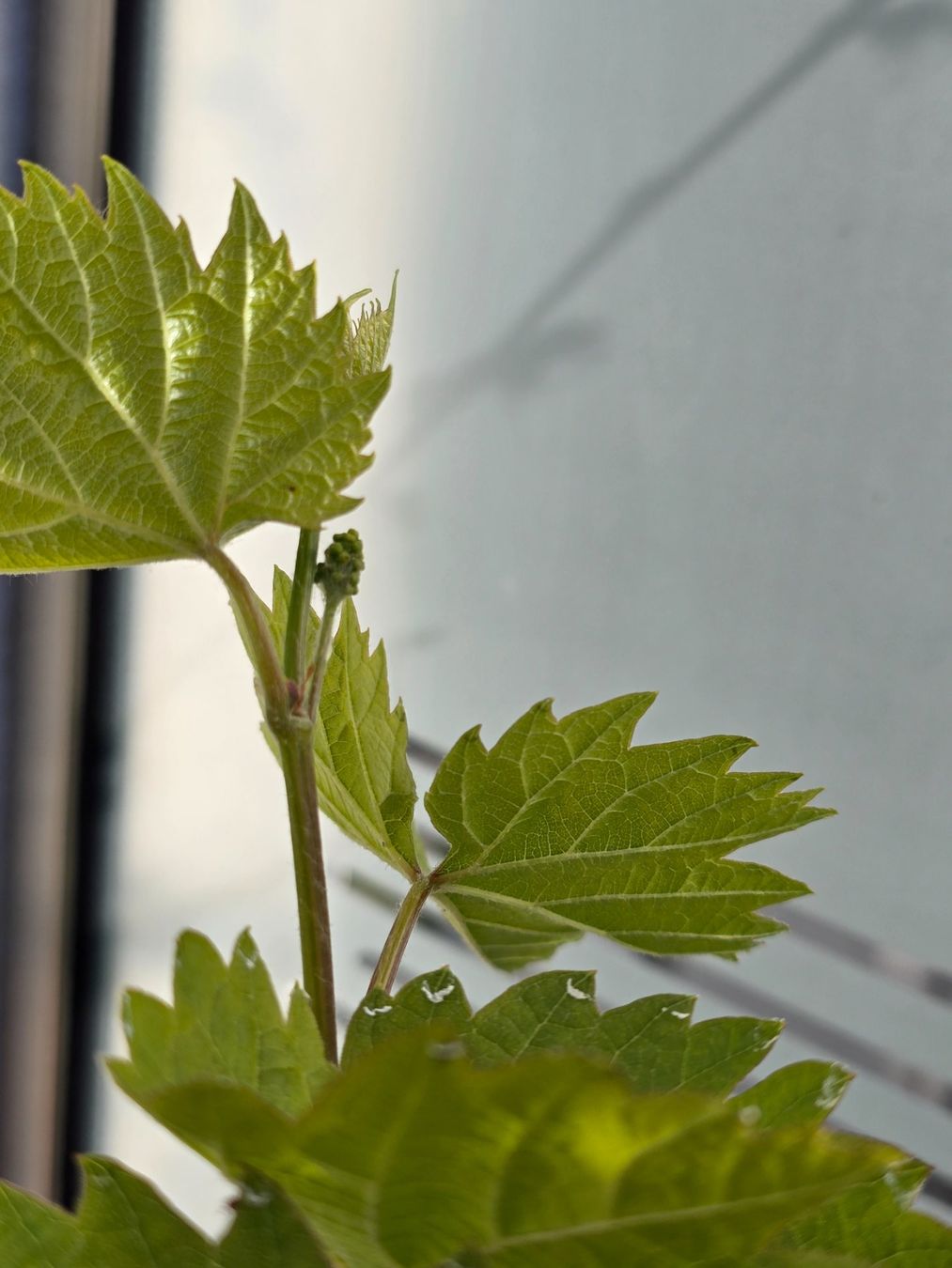 Piante & sementi: VITIS - vinivera "Marechal Foch" Trauben. – Nuovo (secondo la descrizione) da Aarburg venduto da popkorn65 1