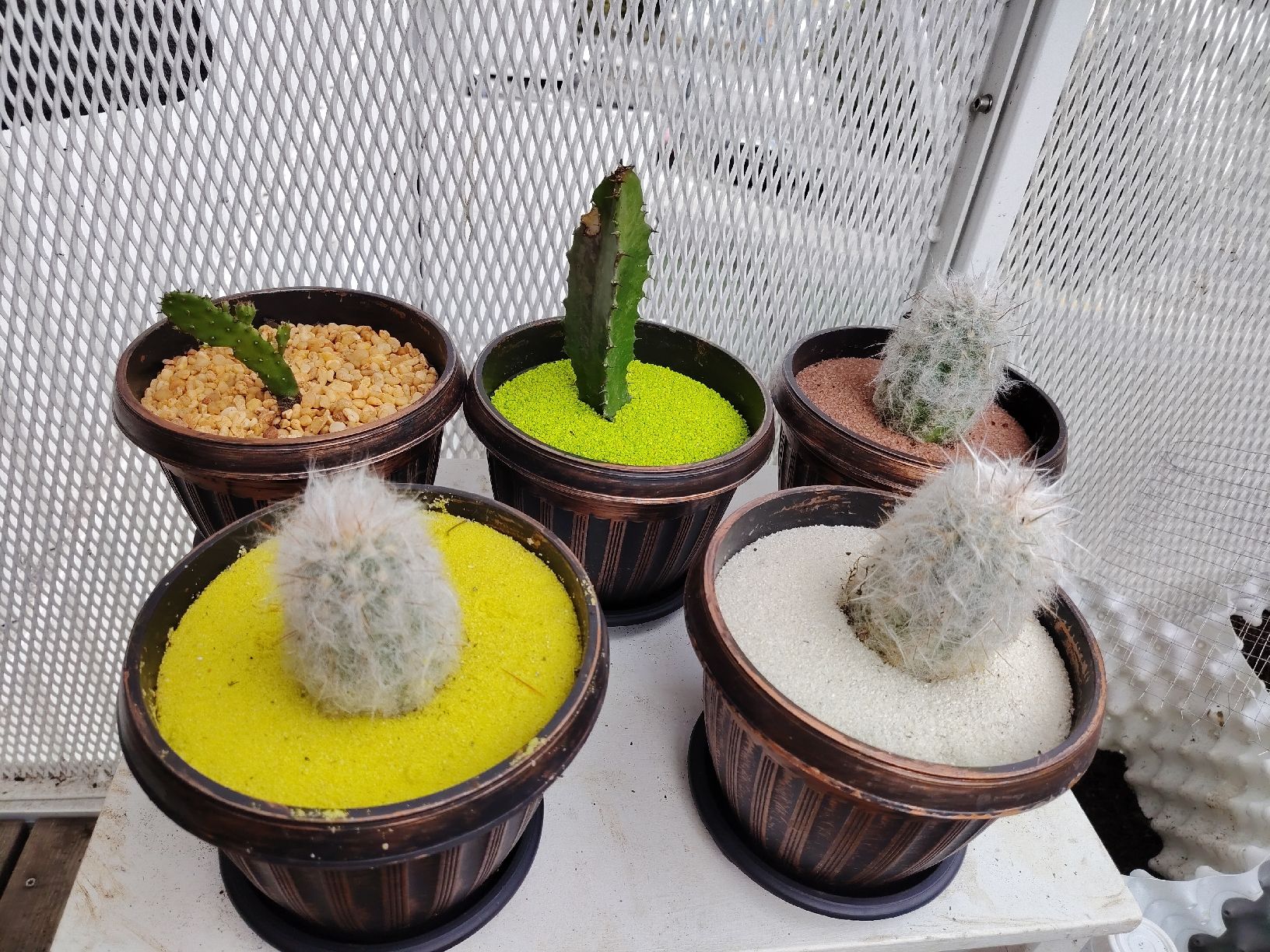 Pflanzen & Samen: cactus différents  – Neu (gemäss Beschreibung) aus Carouge GE von bbi_nkd9