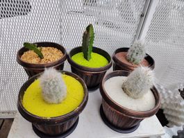cactus différents 