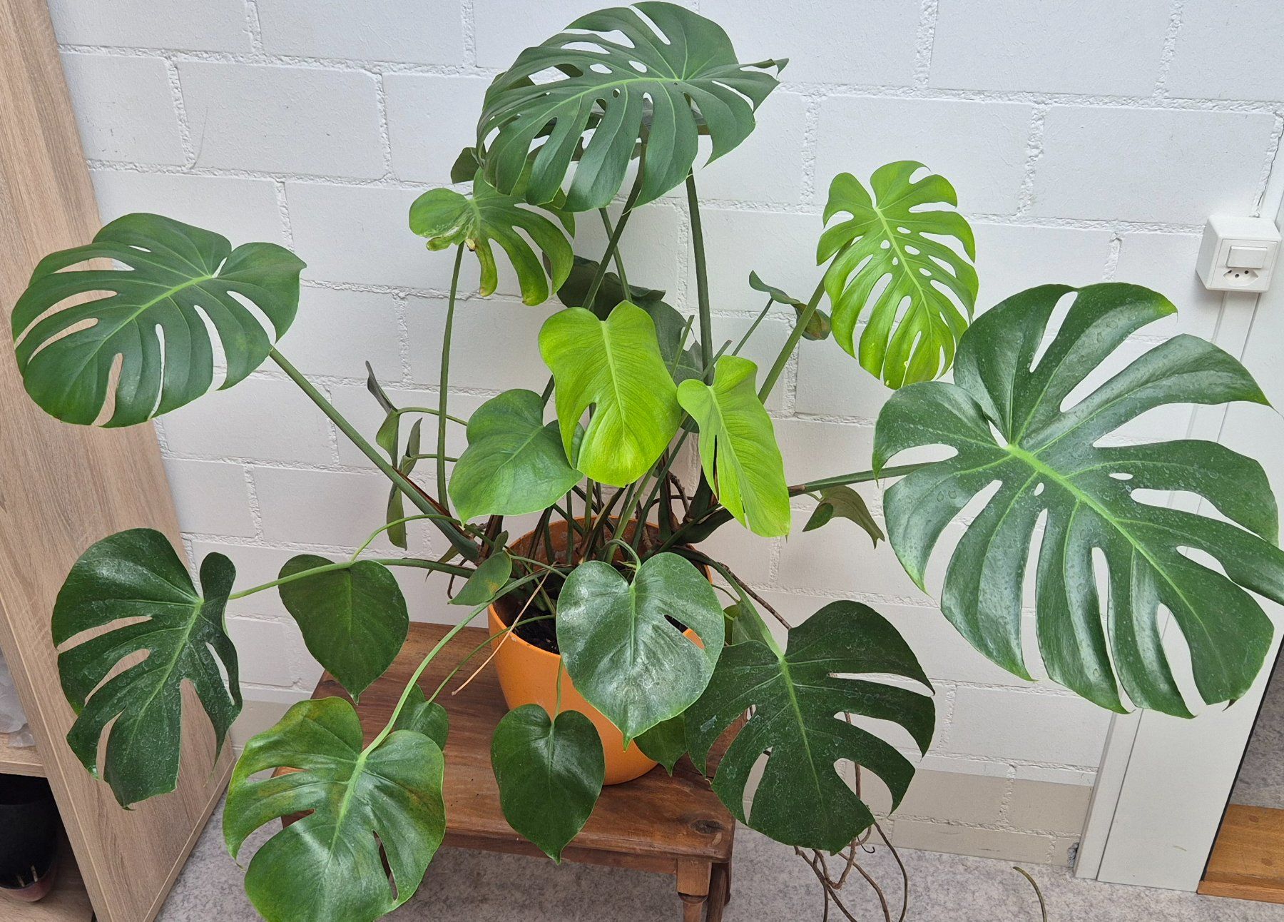 Pflanzen & Samen: MONSTERA PFLANZE – Gebraucht aus Jona von Sleon02 1