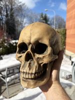 💀Extrem seltener Schädel „De Mortuis” direkt aus🇺🇸🤩