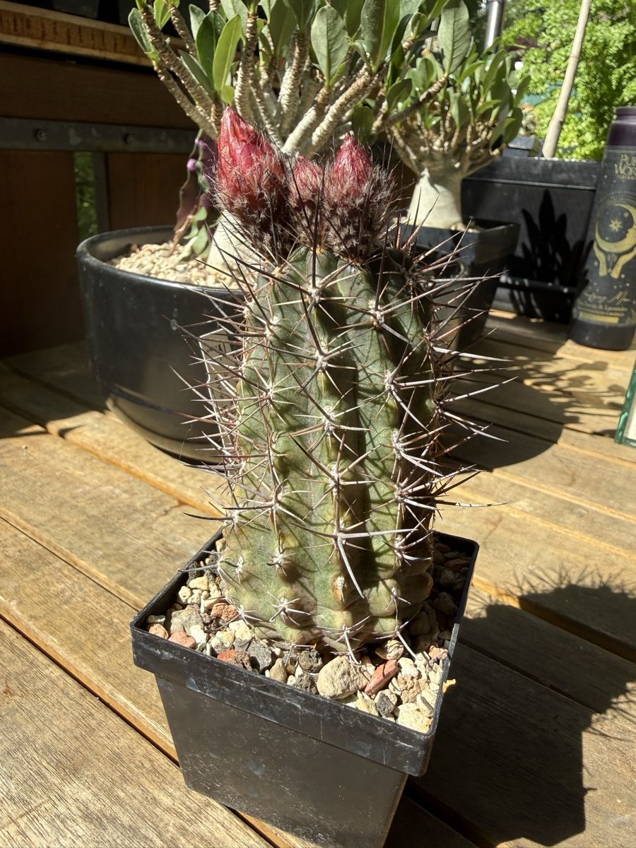 Piante & sementi: Pyrrhocactus andreanus AW 283 – Usato da Rorbas venduto da SimS0n 3