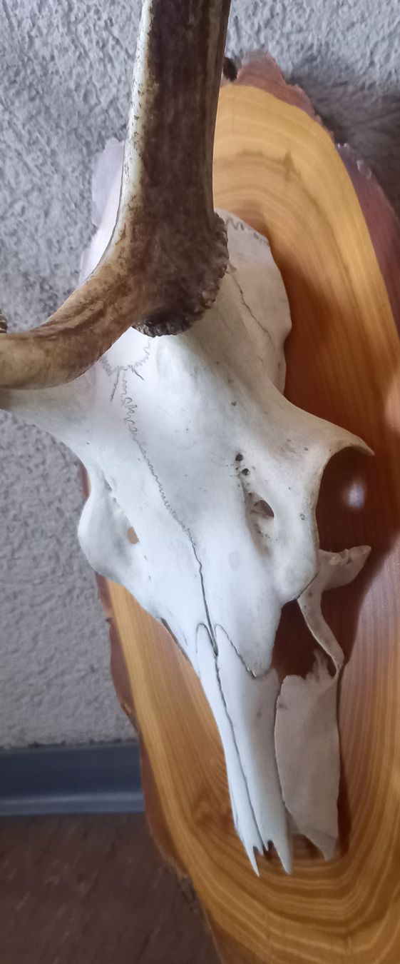 Sonstiges zum Sammeln & Seltenes: HIRSCHTROPHÄE / Hirschgeweih; v. 11.12.04, auf Lärchenbrett – Gebraucht aus Marbach LU von Ilrebo 5