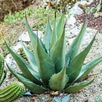 Agave gentryi - 30 Samen