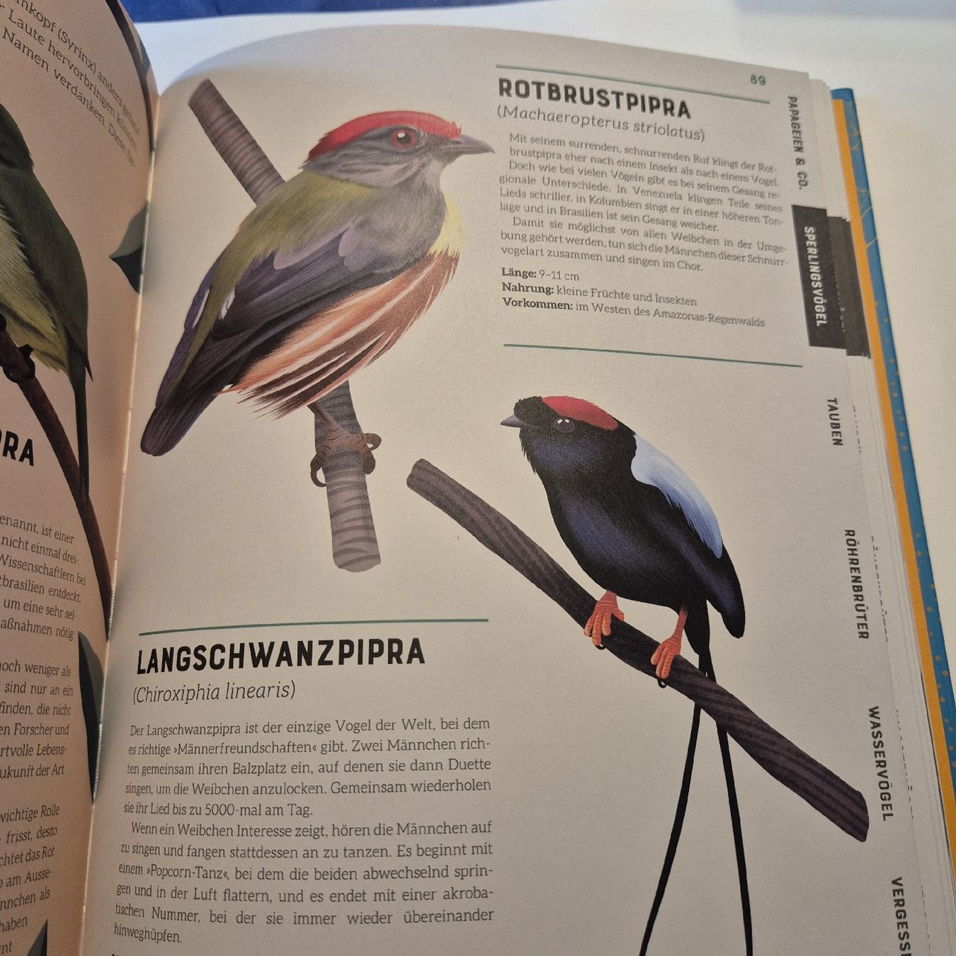 Libri: das grosse Lexikon der Vögel – Nuovo (secondo la descrizione) da Weinfelden venduto da piadesha 3