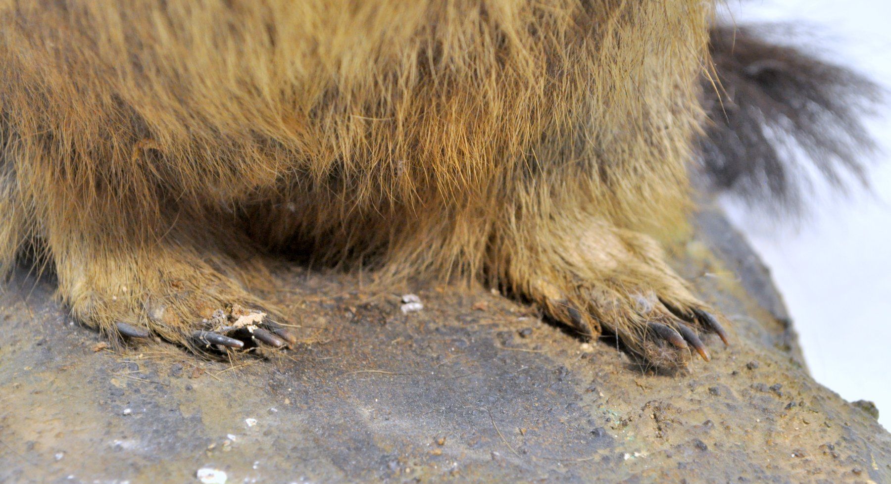 Monde des animaux: Marmotte naturalisée – D'occasion à Neuchâtel par Neuchatel 7