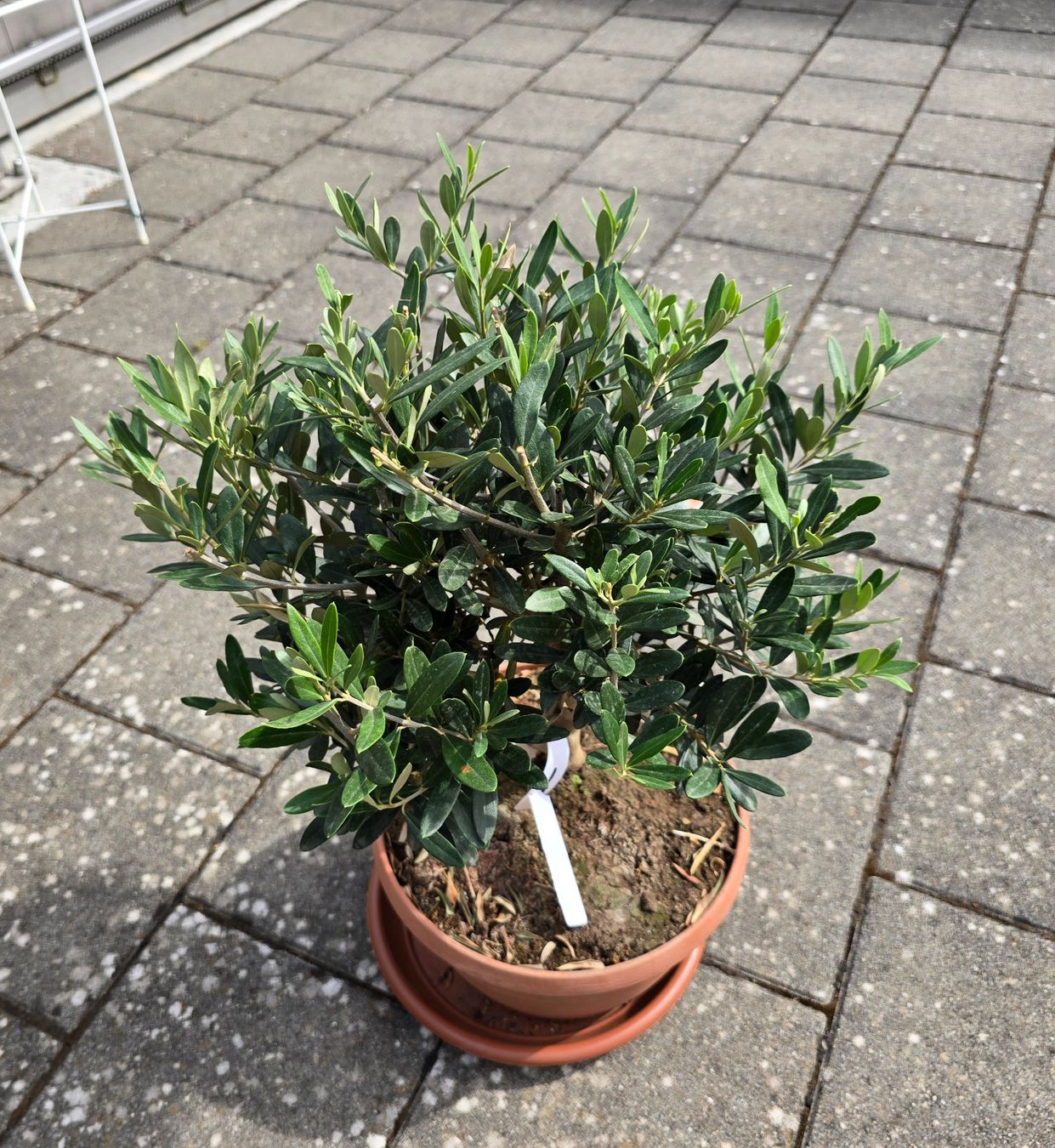 Pflanzen & Samen: Schöner Kleiner Olivenbaum – Gebraucht aus Aarburg von popkorn65 2