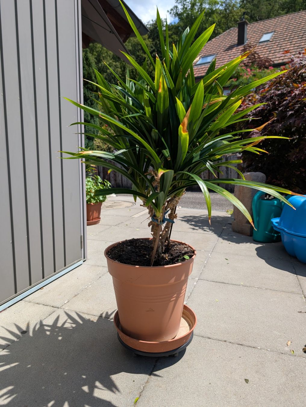 Plantes & graines: Pandan-Palme – D'occasion à Aarburg par Dka 1