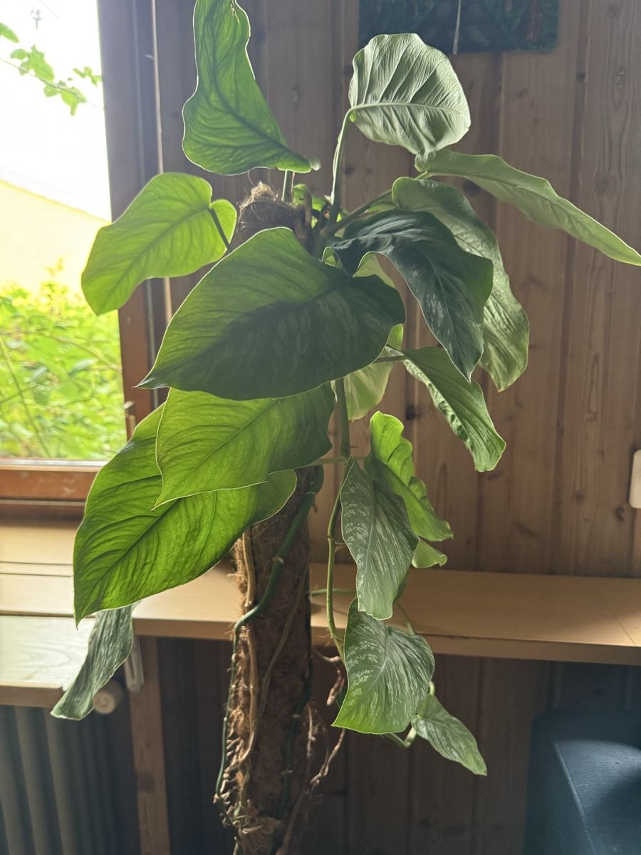 Plantes & graines: Grosse Monstera Dubia - Ab 1.– CHF – D'occasion à Männedorf par mrclst 4
