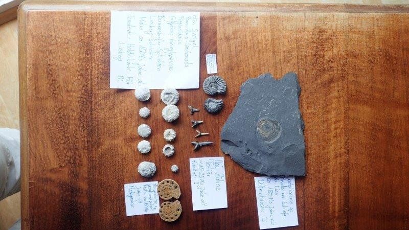 Fossilien: kleine Fossilien Sammlung – Gebraucht aus Rickenbach BL von Oktober68 3