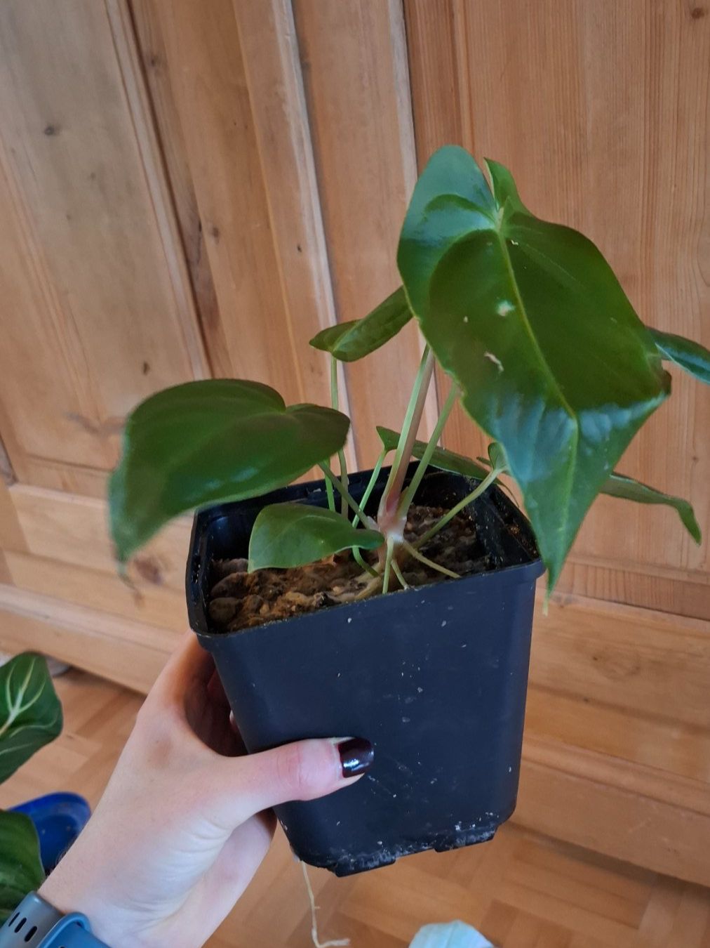 Piante & sementi: Anthurium JL Caamano Taste – Usato da Hausen AG venduto da Pflaenzlioase 1