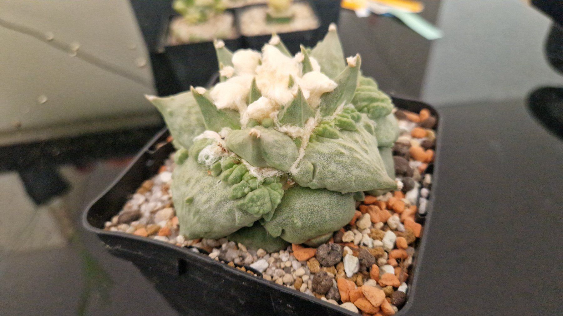 Piante & sementi: Ariocarpus Retusus cv. Cauliflower – Usato da Zürich venduto da LophiMaster 1