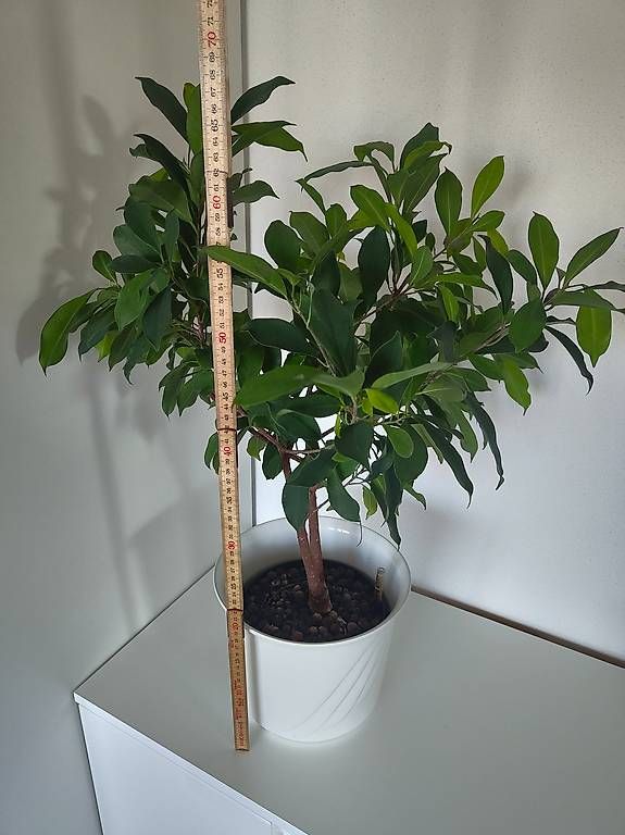 Piante & sementi: Chinesische Feige Ginseng – Usato da Emmenbrücke venduto da BlSi 3