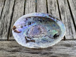 Abalone Muschel mit Perlmuttschimmer, 14.5 cm, guter Zustand