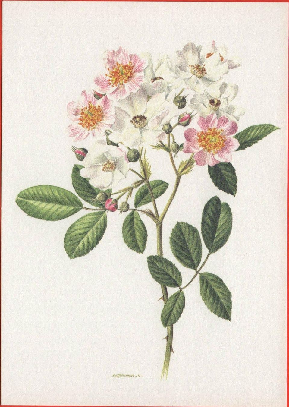 Cartoline postali: BLUMEN Kletterrose - rosa multiflora cathayensis – Nuovo (secondo la descrizione) da Jona venduto da philajona