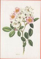BLUMEN Kletterrose - rosa multiflora cathayensis
