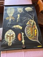 VINTAGE SCHULWANDPLAKAT NIEDERE KREBSE AUS DEN 60 ern