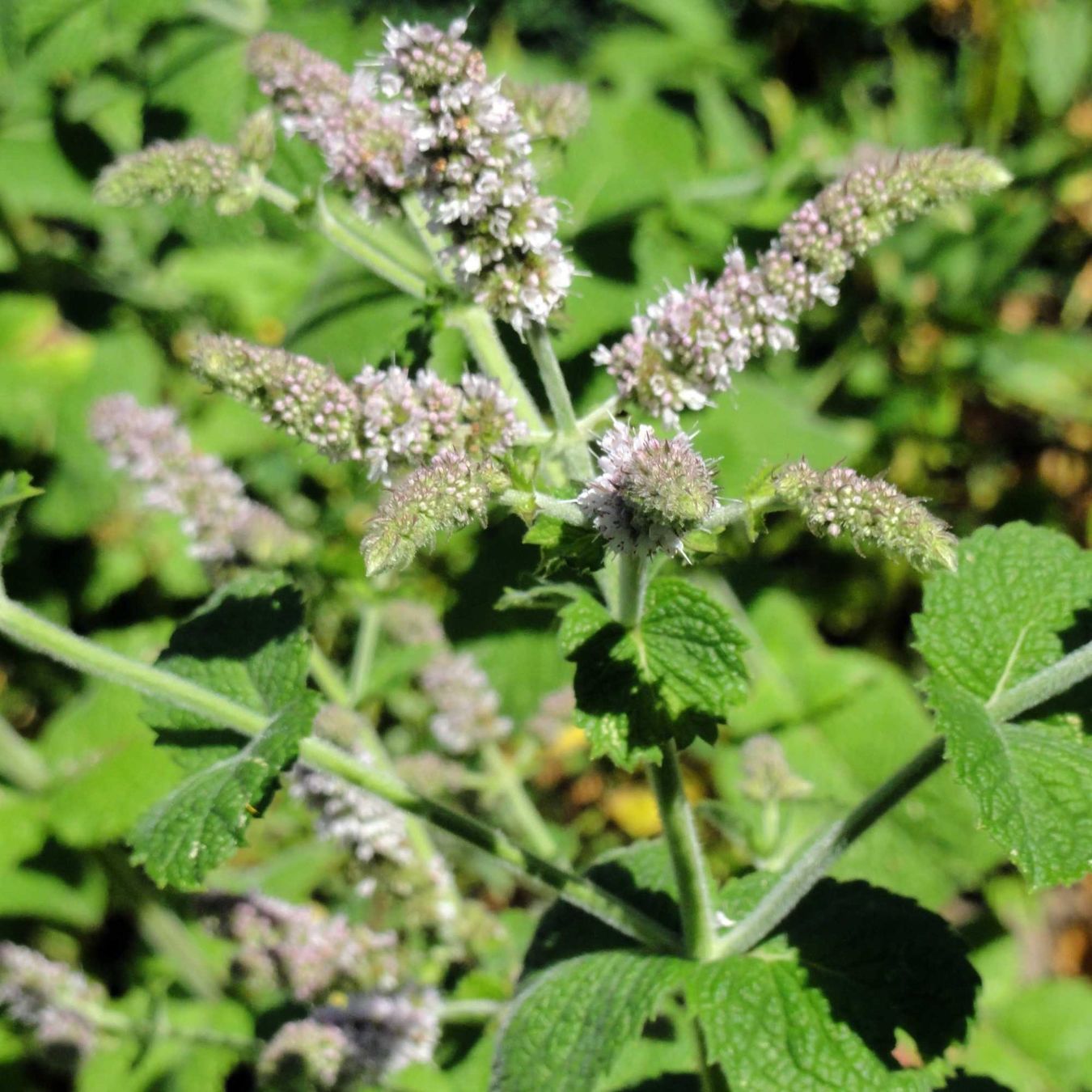 Piante & sementi: Apfelminze - Mentha rotundifolia - 500 Samen – Nuovo e nell'imballaggio originale da Sumiswald venduto da Cham14558 1