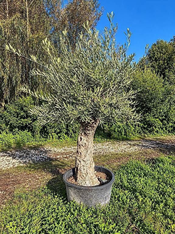 Piante & sementi: Olivenbaum "Olea Europea 7 "Winterhart" – Nuovo e nell'imballaggio originale da Zuckenriet venduto da Thur_Plant 1