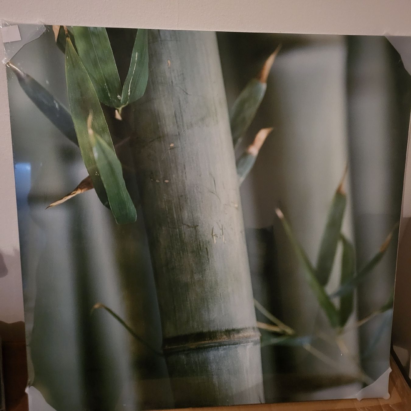 Poster & Bilder: Bilder Bambus – Neu und originalverpackt aus Pratteln von san_6zyh 5