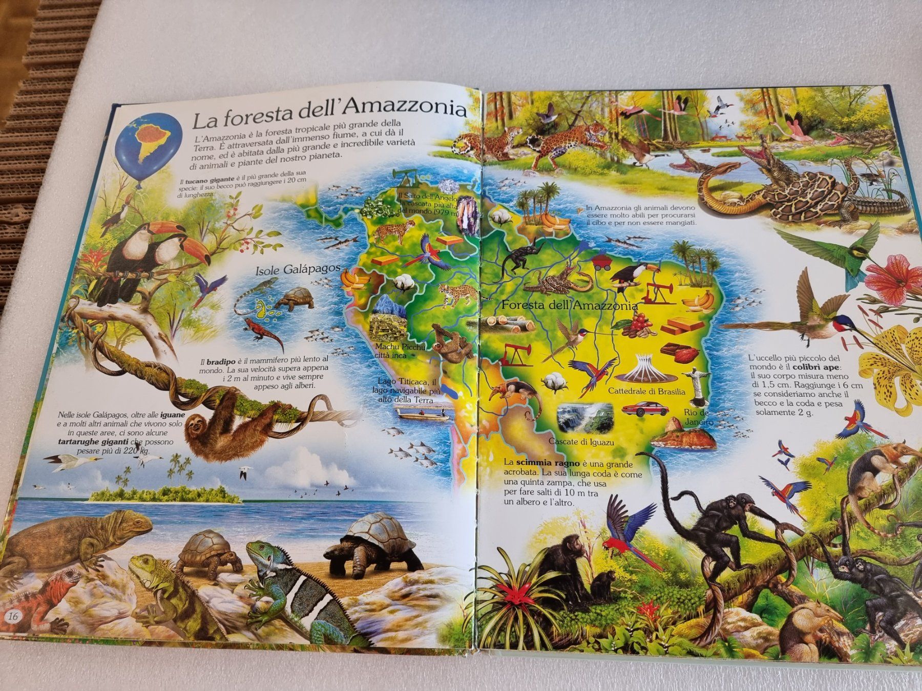 Libri: 5 libri degli animali – Usato da Hinwil venduto da Fransim 4