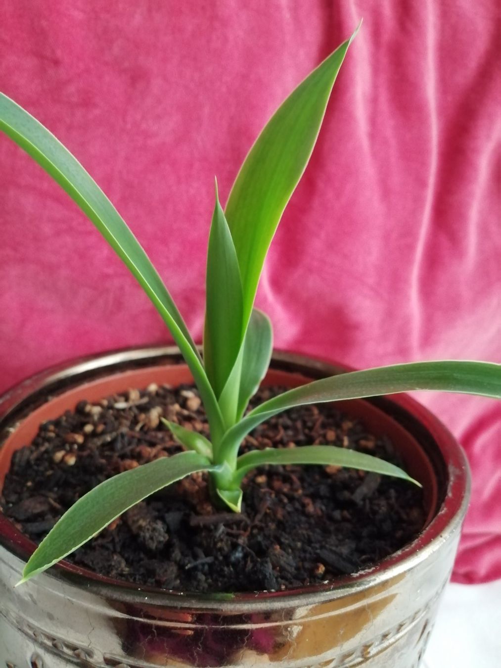 Piante & sementi: kleine Yucca – Usato da Windisch venduto da mer_6cjk 3