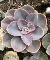 Echeveria „Perle von Nürnberg“ ø 12 cm Balkon-Pflanze