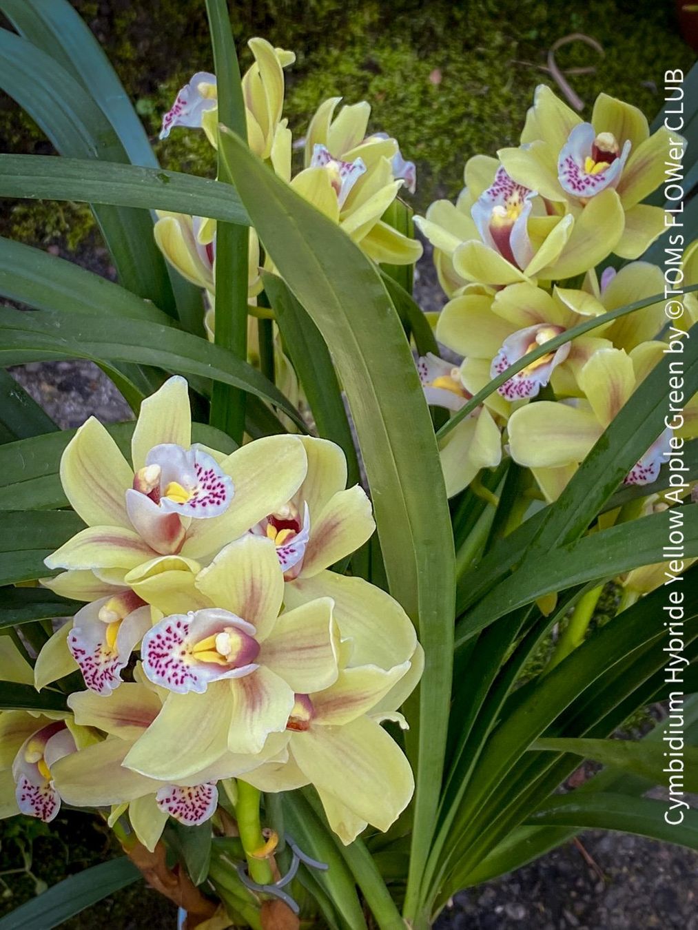 Piante & sementi: Cymbidium Hybride Yellow Apple Green Orchidee – Nuovo e nell'imballaggio originale da Adliswil venduto da asTOMas963 3