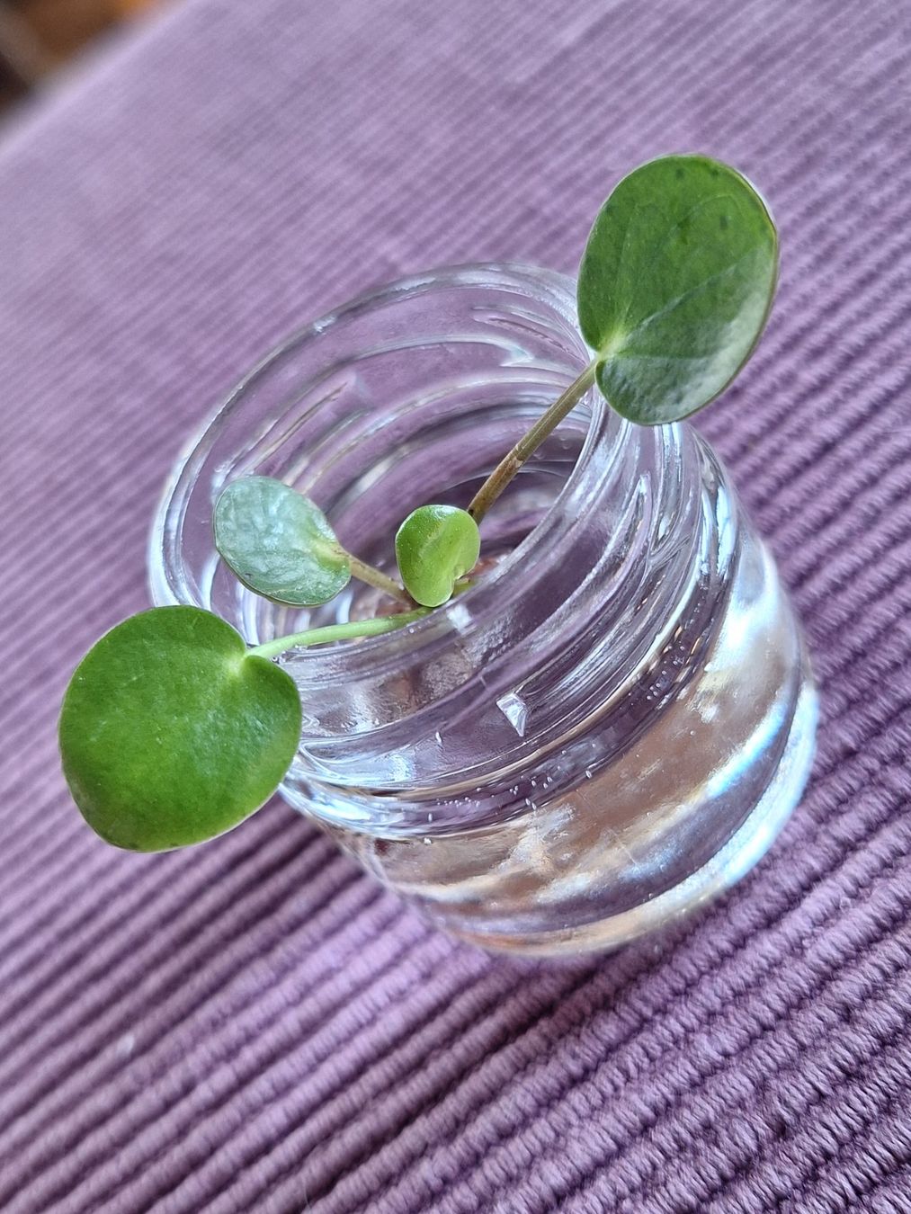 Piante & sementi: Pilea Peperomioides, Ufopflanze – Usato da Zürich venduto da riswa67