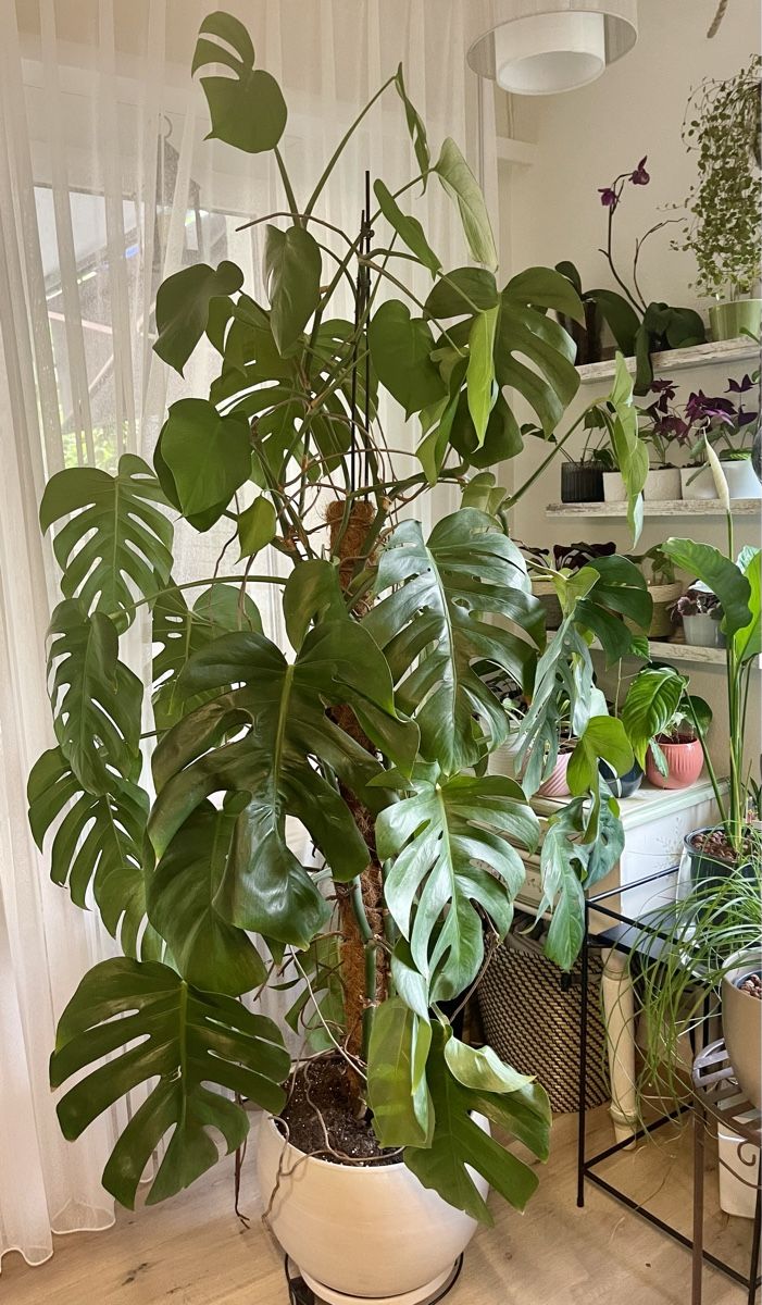 philodendron dark lord pink Philodendron Pink Princess main image 1