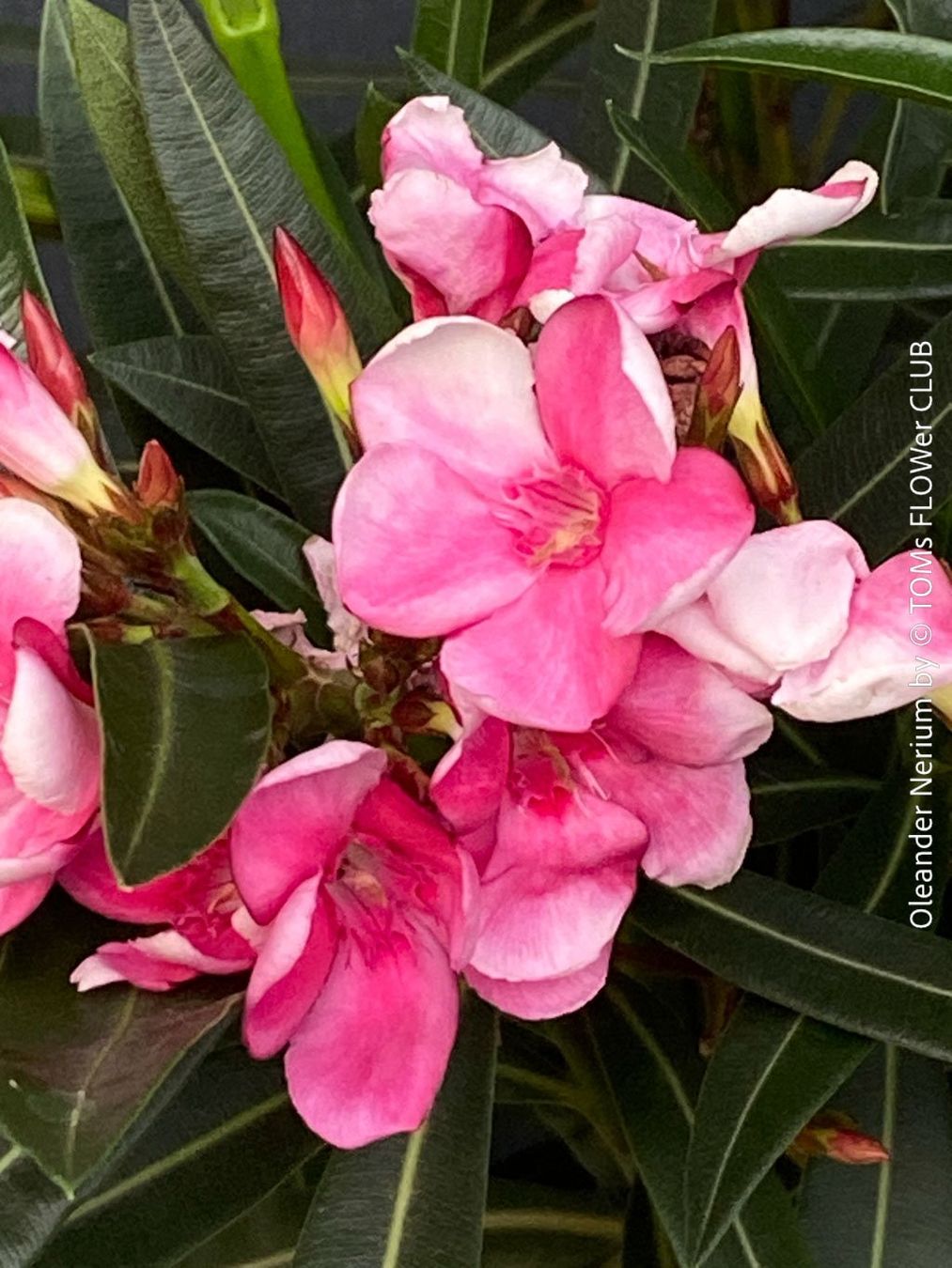 Piante & sementi: Nerium Oleander mediterrane Blütenpracht in weiss oder rosa – Nuovo e nell'imballaggio originale da Adliswil venduto da TAKEYOURPLANT